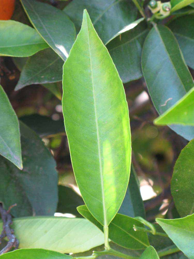              Unifoliolate leaf (Riverside, CA)       
